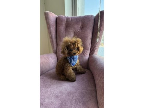 Kore çanta boy poodle