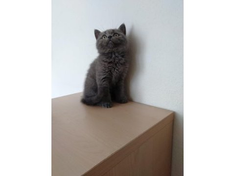 British shorthair erkek