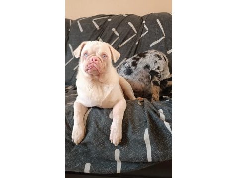 Platinum pink pug mops