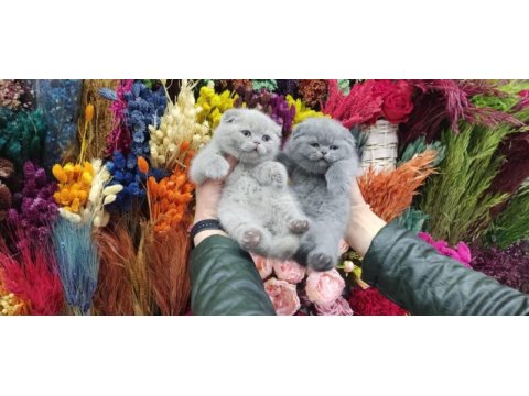 A show class scottish fold bebekler
