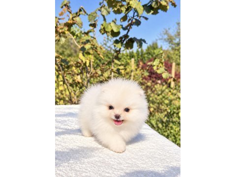 Üst düzey biblo mibi boy pomeranian boo