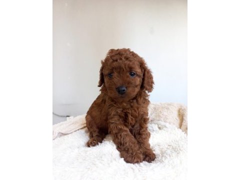 Kore kan poodle sahiplendirme