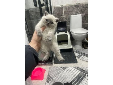 Ayı suratlı blue point british shorthair yavrularım