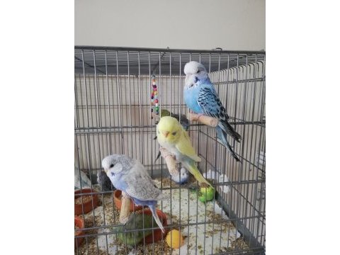 Bebek show jumbo muhabbet kuşlar