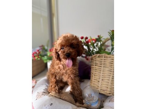 Kore poodle 3 aylık