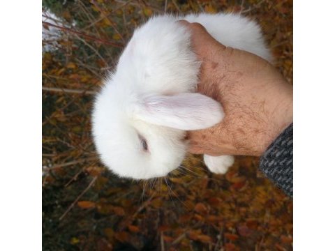 Mini lop tavşan yavruları