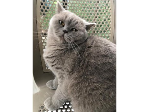 British shorthair 3 yaşında