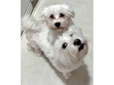 3 aylık erkek saf maltese terrier