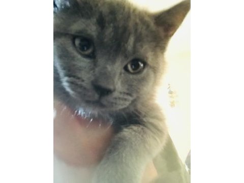3 adet safkan british shorthair ücretli sahiplendirme