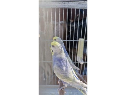 Rainbow muhabbet kuşu takım bilezikli