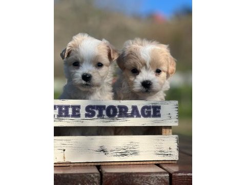 Erkek maltipoo yavrumuz