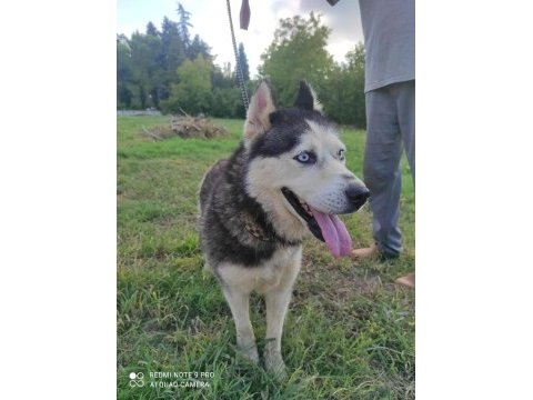 Husky köpeğimize yeni yuva arıyoruz