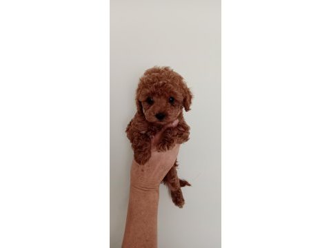 Poodle akademi
