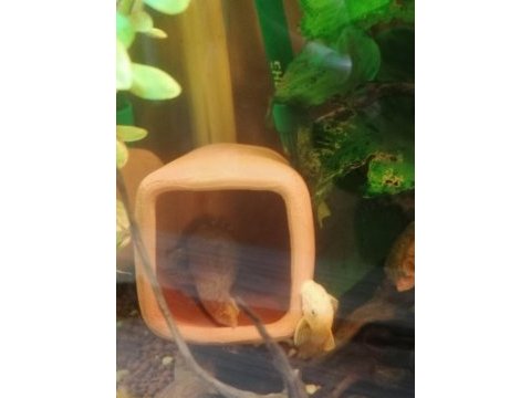 Yavru diskus kribensis vatoz çöpçü beta