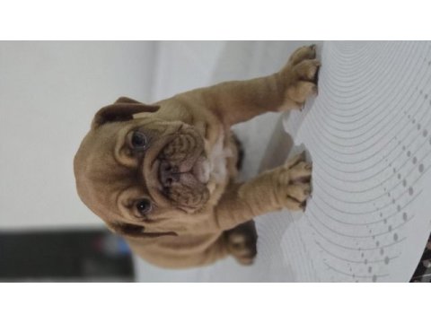Sevimli ingiliz bulldog egzotik