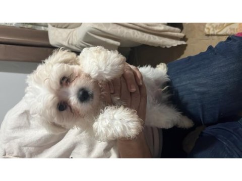 Korekan maltese terrier