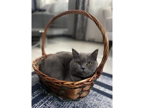 4 yaşında brıtısh shorthair acil sahiplendirme