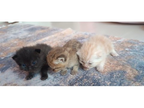 British shorthair tabby
