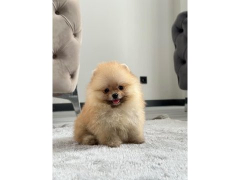 Üst kalite pomeranian yavrular