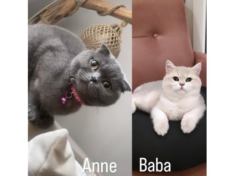 Scottish fold bebeklerim