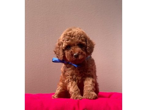 Safkan toy poodle bebekler