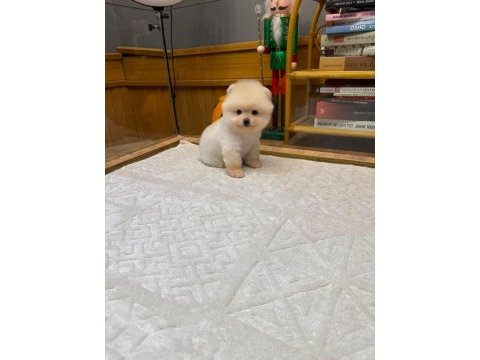 Orjinal ırk ve sağlık garantili pomeranian yavrular
