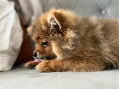 Dişi pomeranian
