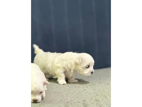 Köpeklerimize yeni yuvalar arıyoruz