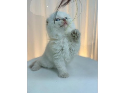Irk ve sağlık garantili scottish fold kediler