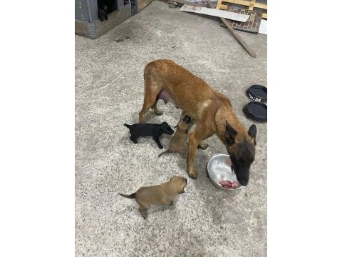 Belçika malinois köpeği