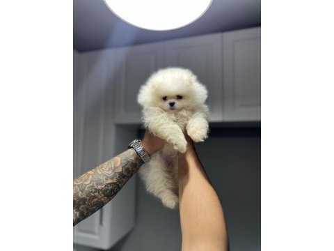 Pomeranian boo kar beyazı 2 aylık