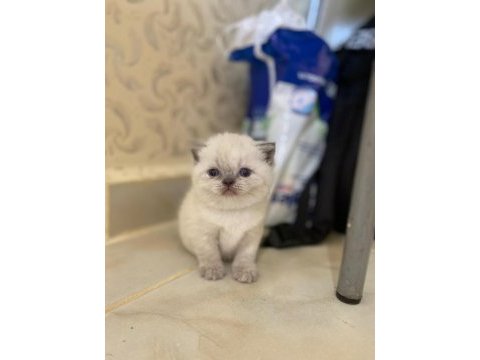 A kalite british shorthair bebekler