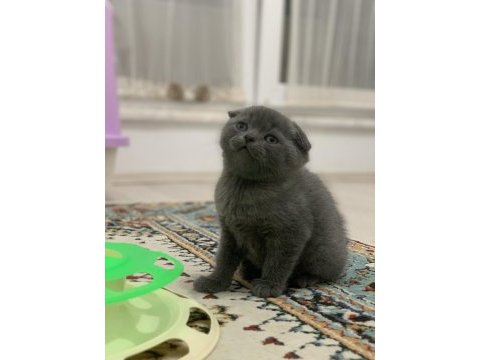 50 günlük scottish fold