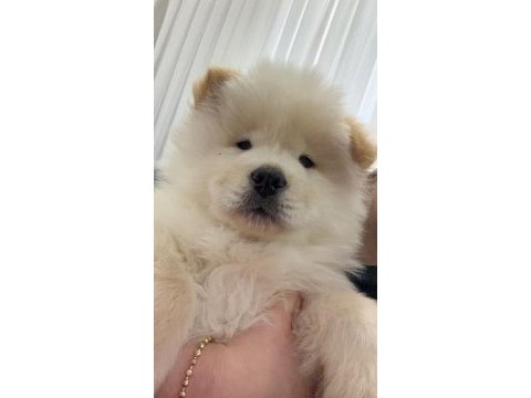 2 aylık erkek chow chow yavrumuz
