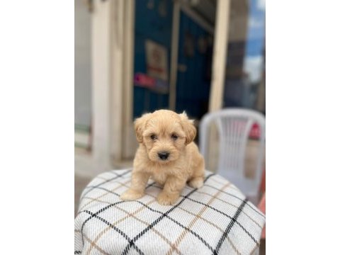 2.5 aylık maltipoo sahiplendirme ped eğitimli