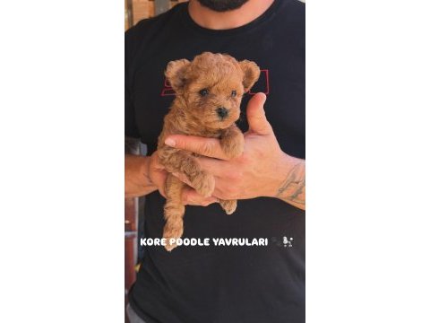 Teddy kore poodle yavruları