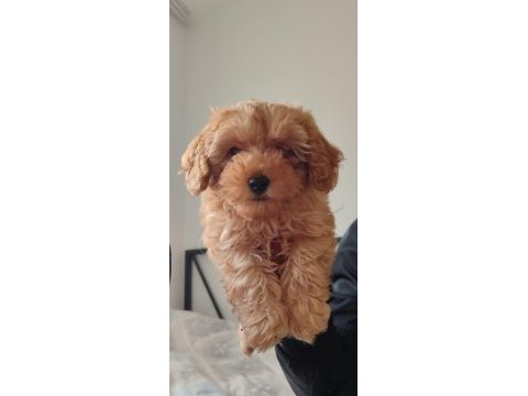 Teacup f2 maltipoo yavrumuz
