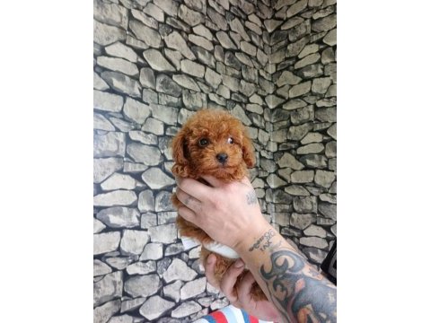 70 günlük poodle