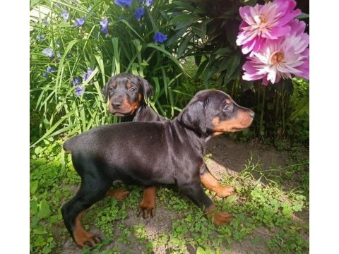 Sağlam doberman yavrular