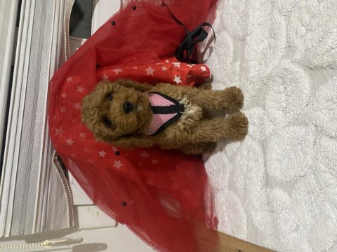 Safkan minyatür poodle (kaniş)
