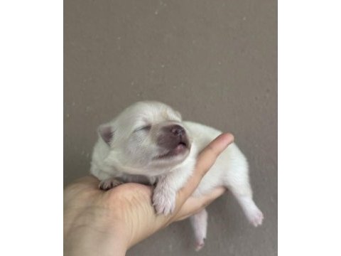 Pomeranian boo yavrular yeni ailesini bekliyor
