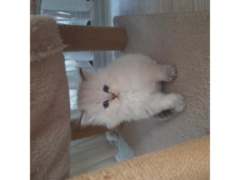 Mükemmel tatlılıkta british longhair yavrular