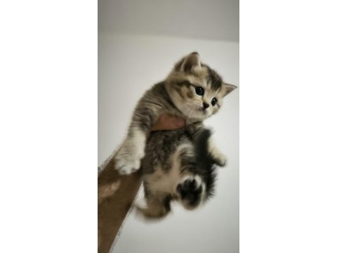 Adana/seyhan gürselpaşa british shorthair golden erkek