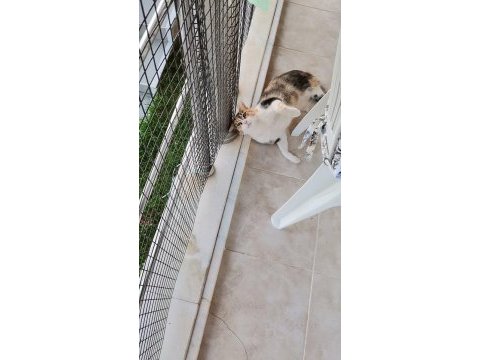 2 yaşında kısır calico ev kedisi
