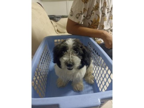 3.5 aylık siyah beyaz toy poodle