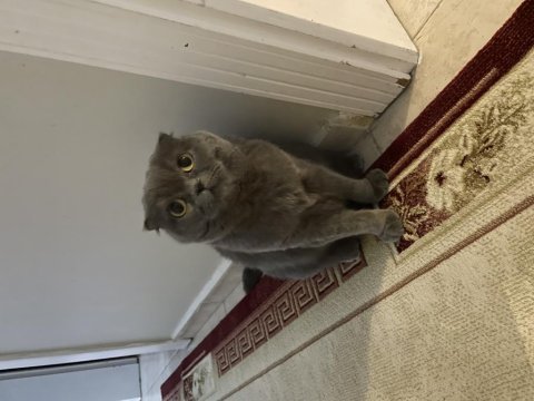 7 yaşında kısır scottish fold