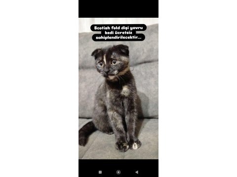 Kedi sahiplendirme