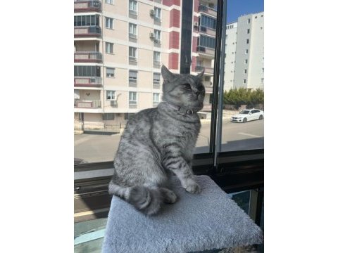 Oyuncu bebek 5 aylık dişi british shorthair