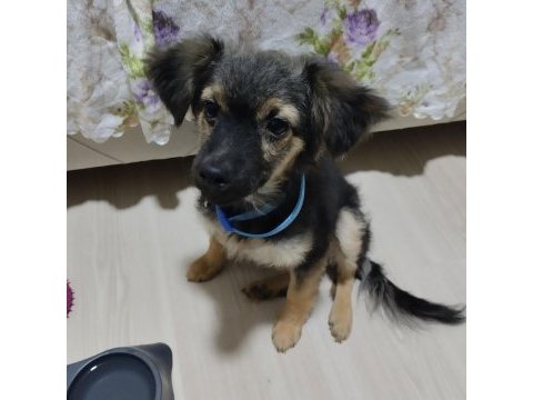 Çok sevecen ve sağlıklı pinscher