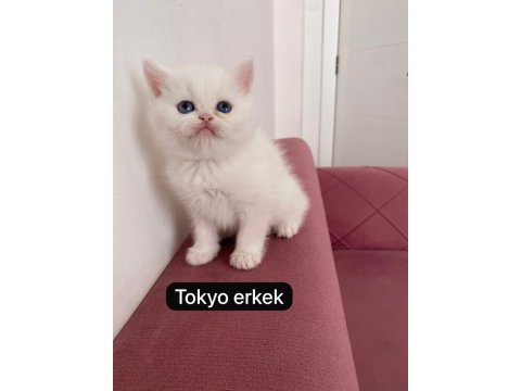Sağlıklı scottish straight ev ortamından